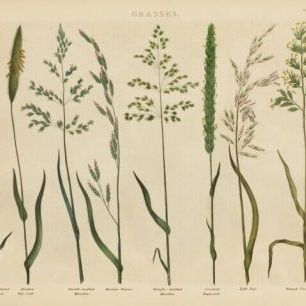 輸入壁紙 カスタム壁紙 PHOTOWALL / Herbal Botanical VII (e311180)