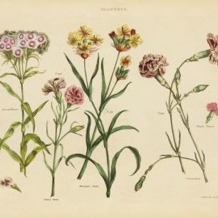 輸入壁紙 カスタム壁紙 PHOTOWALL / Herbal Botanical VIII (e311181)