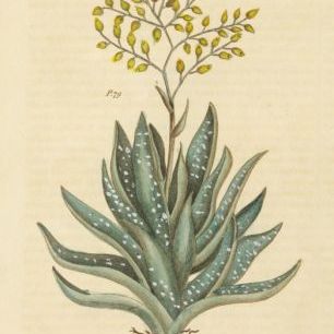 輸入壁紙 カスタム壁紙 PHOTOWALL / Herbal Botanical XXXI (e311183)