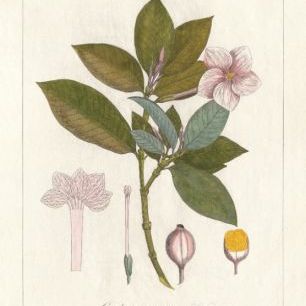輸入壁紙 カスタム壁紙 PHOTOWALL / Botanical Gardenia v2 (e311235)
