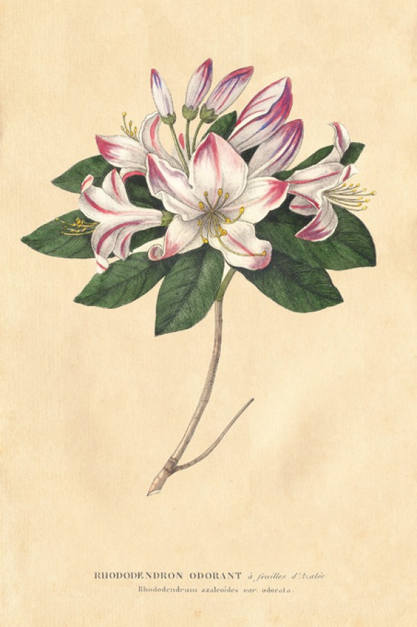 輸入壁紙 カスタム壁紙 PHOTOWALL / Rhododendron Vintage (e311236)