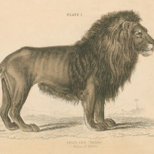 輸入壁紙 カスタム壁紙 PHOTOWALL / Vintage Lion (e311243)