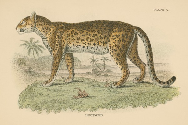 輸入壁紙 カスタム壁紙 PHOTOWALL / Vintage Leopard (e311244)