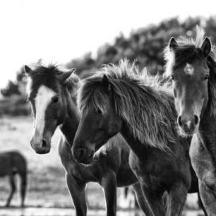 輸入壁紙 カスタム壁紙 PHOTOWALL / Horses Three (e311276)