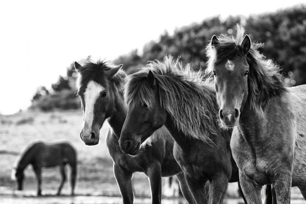 輸入壁紙 カスタム壁紙 PHOTOWALL / Horses Three (e311276)