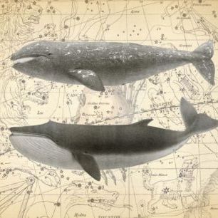 輸入壁紙 カスタム壁紙 PHOTOWALL / Whale Constellation (e311307)