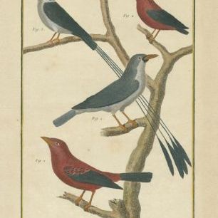 輸入壁紙 カスタム壁紙 PHOTOWALL / Bird Drawing III (e311981)