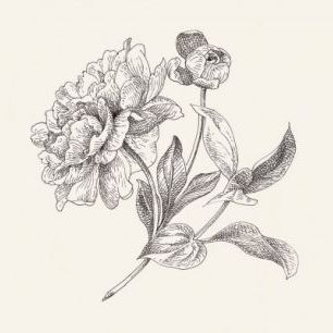 輸入壁紙 カスタム壁紙 PHOTOWALL / Flower Sketches I (e311996)