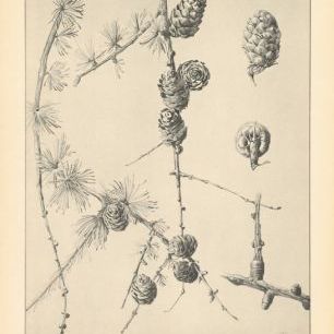 輸入壁紙 カスタム壁紙 PHOTOWALL / Vintage Tree Sketches II (e312000)