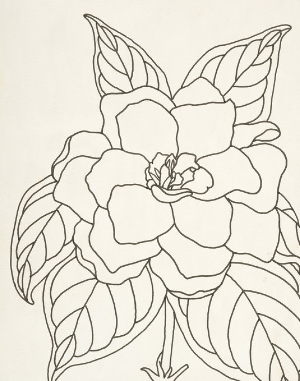 輸入壁紙 カスタム壁紙 PHOTOWALL / Gardenia Line Drawing I (e312264)