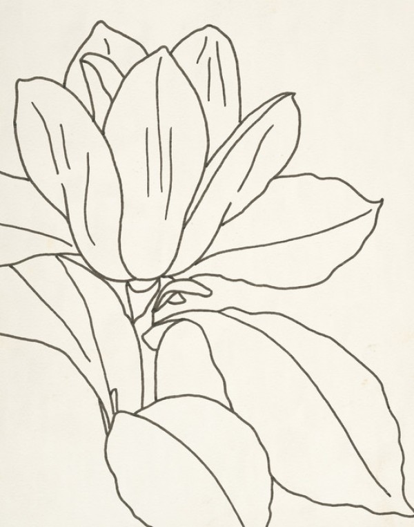 輸入壁紙 カスタム壁紙 PHOTOWALL / Magnolia Line Drawing II (e312265)