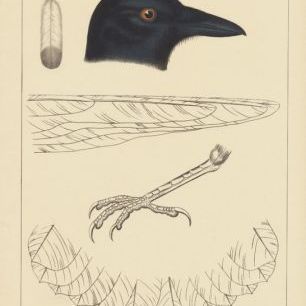 輸入壁紙 カスタム壁紙 PHOTOWALL / Bird Prints I (e312294)