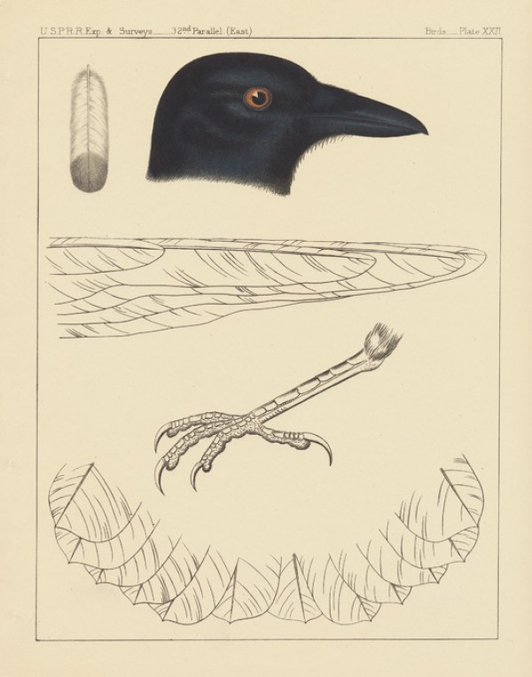 輸入壁紙 カスタム壁紙 PHOTOWALL / Bird Prints I (e312294)