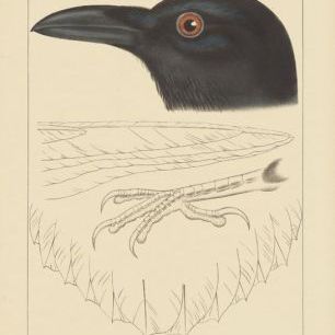 輸入壁紙 カスタム壁紙 PHOTOWALL / Bird Prints II (e312295)
