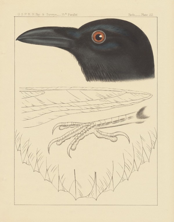 輸入壁紙 カスタム壁紙 PHOTOWALL / Bird Prints II (e312295)