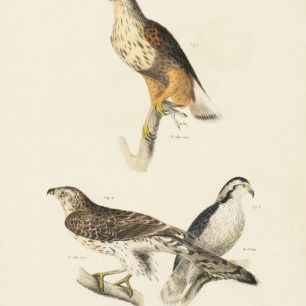 輸入壁紙 カスタム壁紙 PHOTOWALL / Birds of Prey II (e312299)