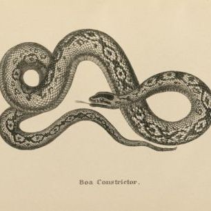 輸入壁紙 カスタム壁紙 PHOTOWALL / Vintage Boa Constrictor (e312305)