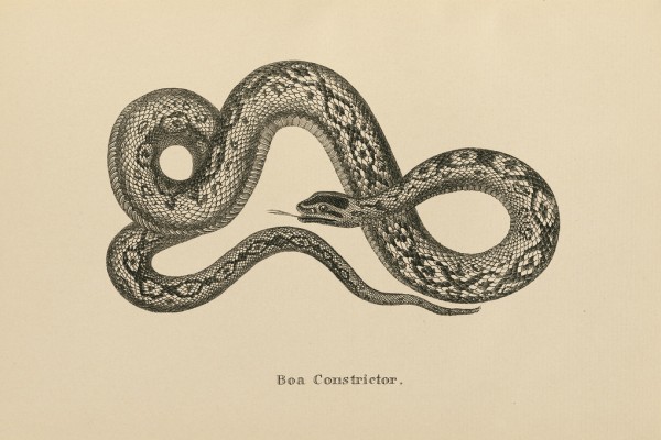 輸入壁紙 カスタム壁紙 PHOTOWALL / Vintage Boa Constrictor (e312305)