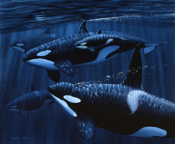 輸入壁紙 カスタム壁紙 Photowall Orcas With Baby 壁紙屋本舗