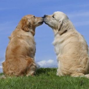 輸入壁紙 カスタム壁紙 PHOTOWALL / Dogs Kissing (e312537)