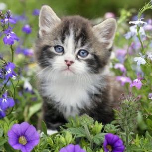 輸入壁紙 カスタム壁紙 PHOTOWALL / Kitten in Flower Garden (e312541)