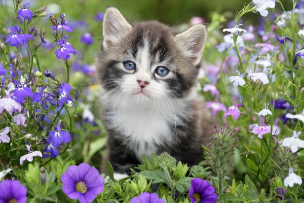 輸入壁紙 カスタム壁紙 Photowall Kitten In Flower Garden 壁紙屋本舗