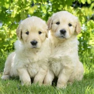 輸入壁紙 カスタム壁紙 PHOTOWALL / Two Dogs in Garden (e312543)