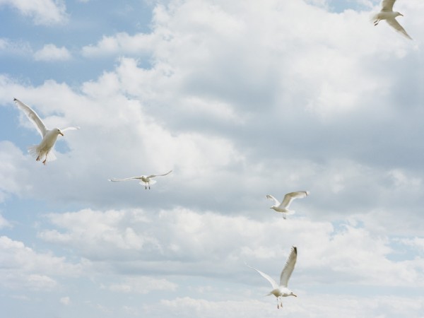 輸入壁紙 カスタム壁紙 PHOTOWALL / Seagull in the Sky (e313010)