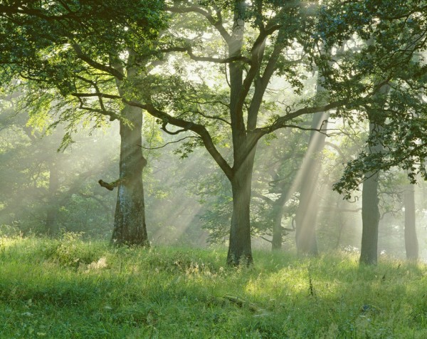 輸入壁紙 カスタム壁紙 PHOTOWALL / Sunbeams in Beech Forest (e313216)