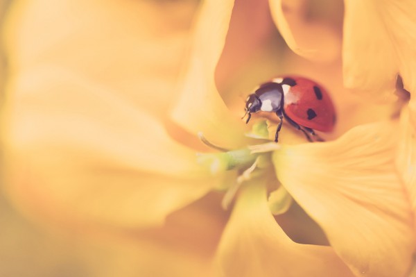 輸入壁紙 カスタム壁紙 PHOTOWALL / Ladybird Exploring (e313258)