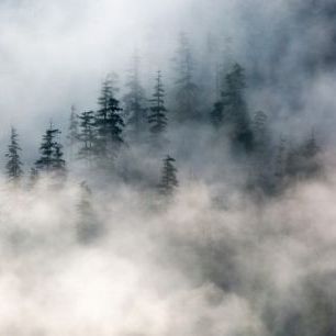 輸入壁紙 カスタム壁紙 PHOTOWALL / Forest Fog (e313550)