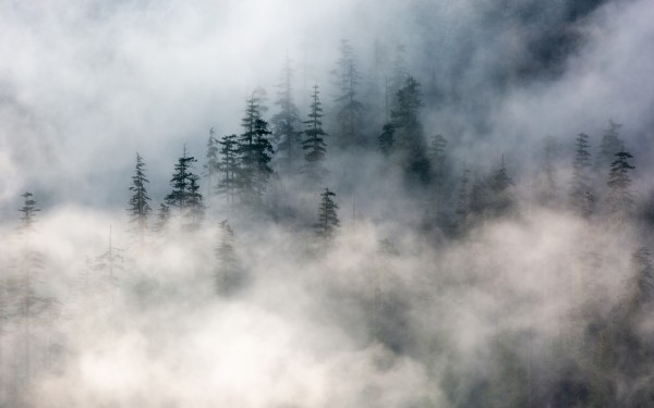 輸入壁紙 カスタム壁紙 PHOTOWALL / Forest Fog (e313550)