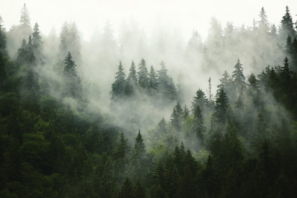 輸入壁紙 カスタム壁紙 PHOTOWALL / Foggy Forest (e313674)