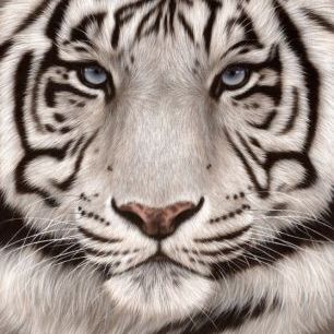 輸入壁紙 カスタム壁紙 PHOTOWALL / White Tiger Face Portrait (e312740)