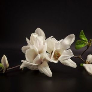 輸入壁紙 カスタム壁紙 PHOTOWALL / Magnolia (e312829)