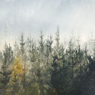 輸入壁紙 カスタム壁紙 PHOTOWALL / Foggy Forest (e313024)