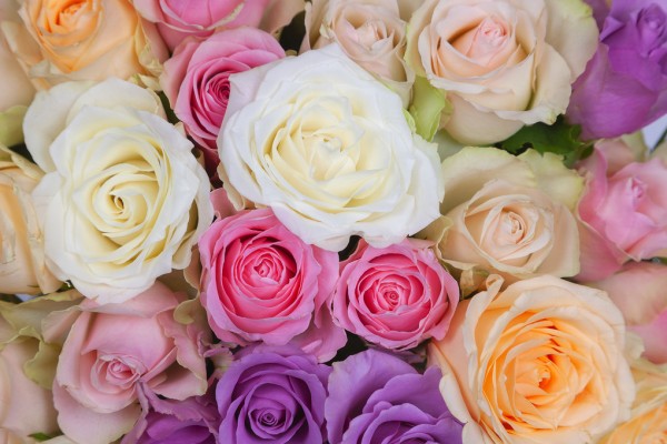 輸入壁紙 カスタム壁紙 PHOTOWALL / Colorful Roses (e313224)