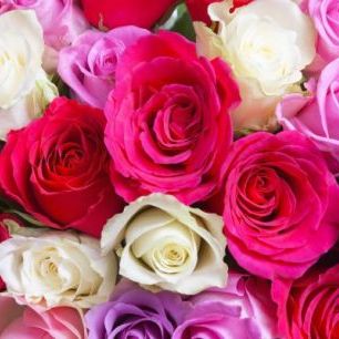輸入壁紙 カスタム壁紙 PHOTOWALL / Beautiful Roses (e313227)