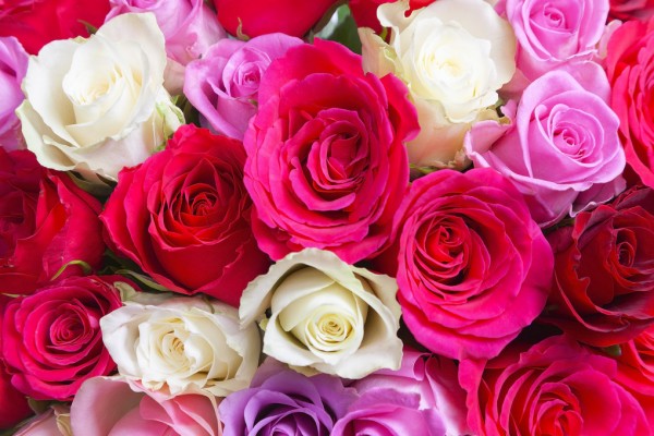 輸入壁紙 カスタム壁紙 PHOTOWALL / Beautiful Roses (e313227)