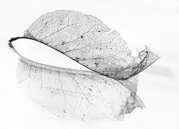 輸入壁紙 カスタム壁紙 PHOTOWALL / Old Leaf (e313100)