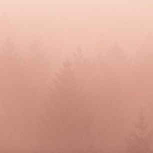 輸入壁紙 カスタム壁紙 PHOTOWALL / Forest Fog (e313388)