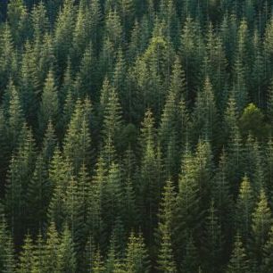 輸入壁紙 カスタム壁紙 PHOTOWALL / Pine Tree Forest (e313535)