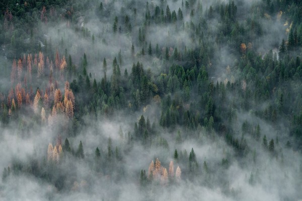 輸入壁紙 カスタム壁紙 PHOTOWALL / Pine Trees Forest (e313549)