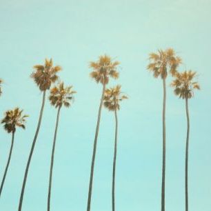 輸入壁紙 カスタム壁紙 PHOTOWALL / Santa Monica Palm Trees (e313564)