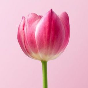 輸入壁紙 カスタム壁紙 PHOTOWALL / Pink Tulip (e313425)