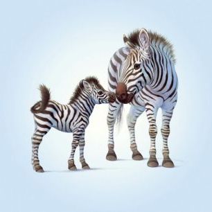 輸入壁紙 カスタム壁紙 PHOTOWALL / Zebra Foal (e312625)