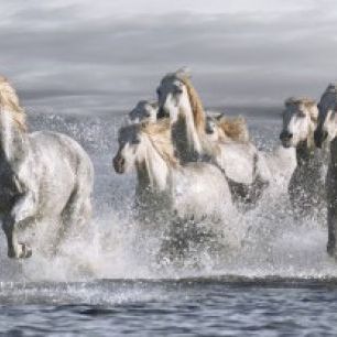 輸入壁紙 カスタム壁紙 PHOTOWALL / Horses Running at the Beach (e313162)
