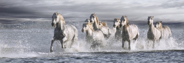 輸入壁紙 カスタム壁紙 PHOTOWALL / Horses Running at the Beach (e313162)