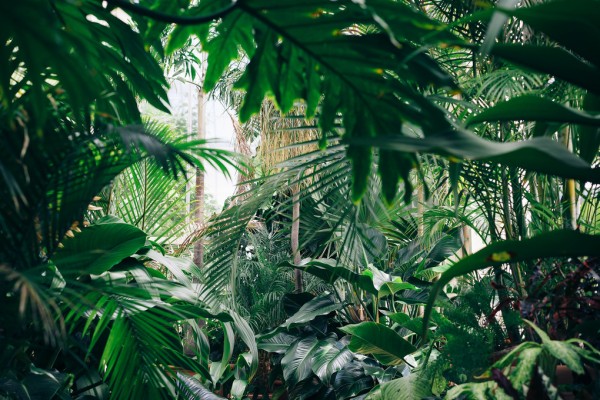 輸入壁紙 カスタム壁紙 PHOTOWALL / Jungle Plants (e313389)