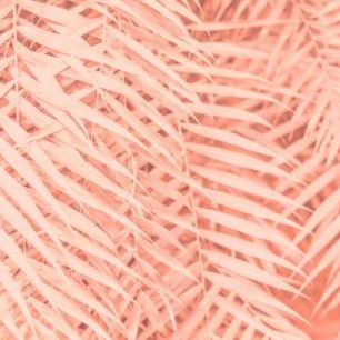 輸入壁紙 カスタム壁紙 PHOTOWALL / Toned Tropical Palm Leaves (e313646)